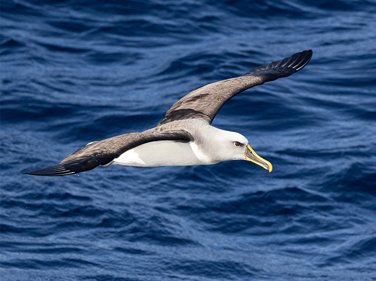 [Image] Seabird